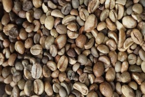 Grain de café vert Robusta de Java from Indonésie